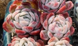 网友爆料多肉视频网,网友爆料多肉视频网精彩瞬间